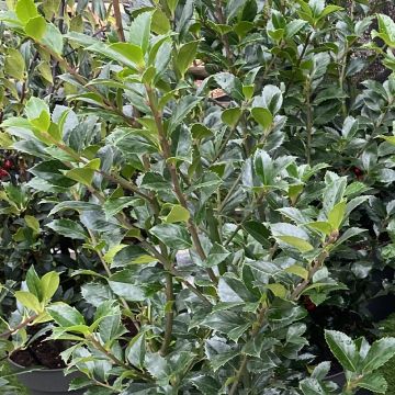 Ilex meserveae Heckenpracht - Acebo azul