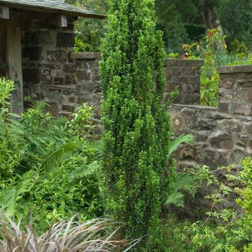 Acebo japonés Fastigiata - Ilex crenata Acebo japonés Fastigiata - Ilex crenata