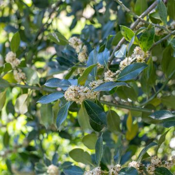 Acebo Nellie R. Stevens - Ilex