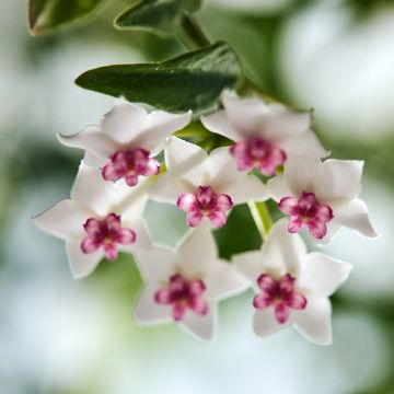 Hoya bella