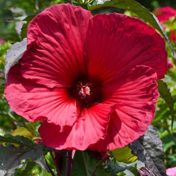 Hibiscus moscheutos Red - Hibisco moschetos