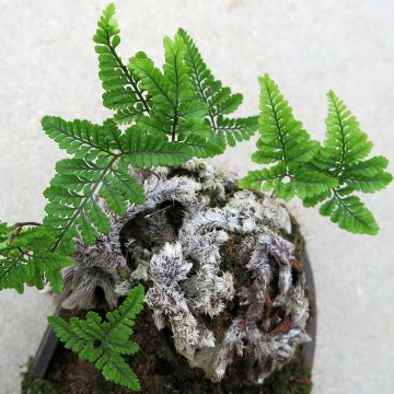 Humata tyermannii - Helecho pata de conejo