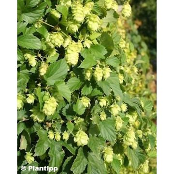 Lúpulo Prima Donna - Humulus lupulus