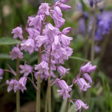 Jacinto silvestre Rosa - Hyacinthoides non-scripta Rosea