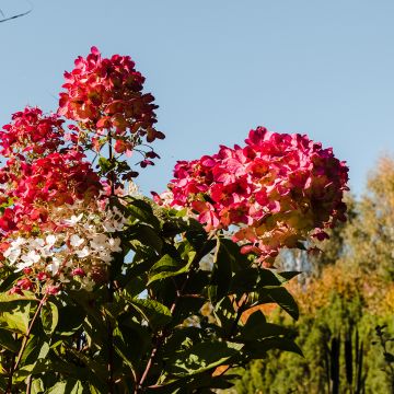 Hortensia paniculata Magical Fire - Hydrangea paniculata