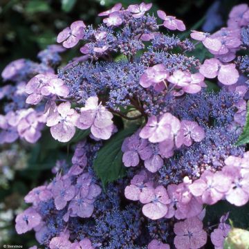 Hortensia serrata Vicomte de Kerlot - Hydrangea