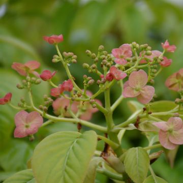 Hortensia anomala sp glabra Crug Coral - Hortensia trepadora