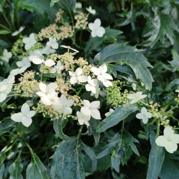 Hortensia arborescens Emerald lace