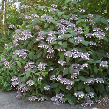 Hortensia aspera Bellevue - Hydrangea