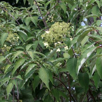 Hortensia heteromalla Bretschneideri - Hydrangea