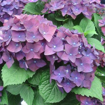 Hortensia macrophylla Deep Purple Dance - Hydrangea