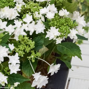 Hortensia macrophylla Shooting Star - Hydrangea