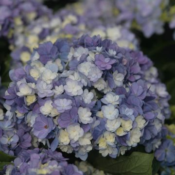 Hortensia macrophylla Tea Time Together - Hydrangea