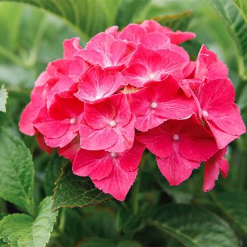 Hortensia macrophylla Alpenglühen - Hydrangea