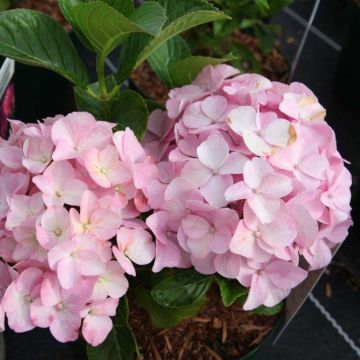 Hortensia macrophylla Belle Séduction - Hydrangea