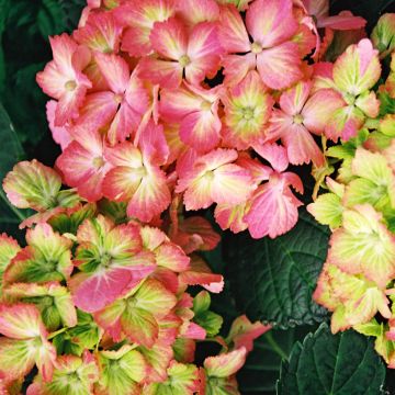 Hortensia macrophylla Fantasia- Hydrangea