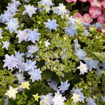 Hortensia macrophylla Fireworks Blue - Hydrangea