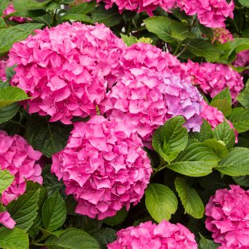 Hortensia macrophylla Freudenstein - Hydrangea