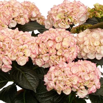 Hortensia macrophylla Midnight Pearl - Hydrangea