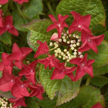 Hortensia macrophylla Rotschwanz - Hydrangea