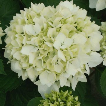 Hortensia macrophylla Soeur Thérèse - Hydrangea