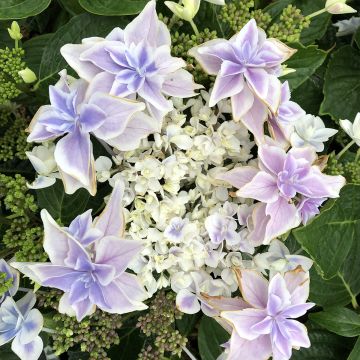 Hortensia macrophylla Stargazer - Hydrangea