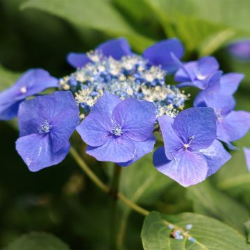 Hortensia macrophylla Teller Blue - Hydrangea