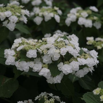 Hortensia macrophylla Wedding Gown - Hydrangea