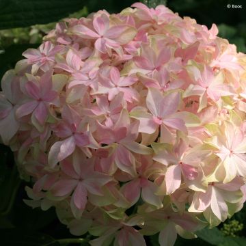 Hortensia macrophylla You & Me Inspire - Hydrangea