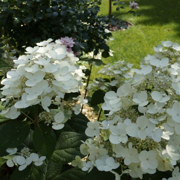 Hortensia paniculata Bombshell - Hydrangea paniculata