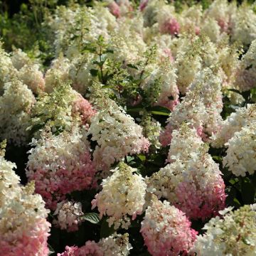 Hydrangea paniculata Candlelight® - Hortensia en pánico