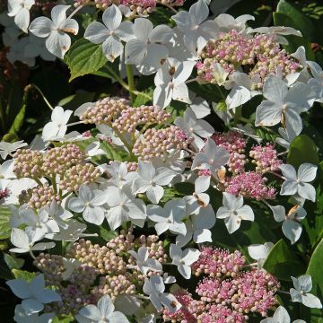 Hortensia paniculata Confetti - Hydrangea