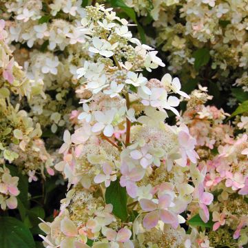 Hortensia paniculata Confetti - Hydrangea