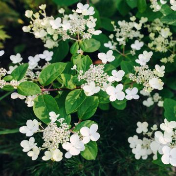 Hortensia paniculata Early Sensation - Hydrangea paniculata