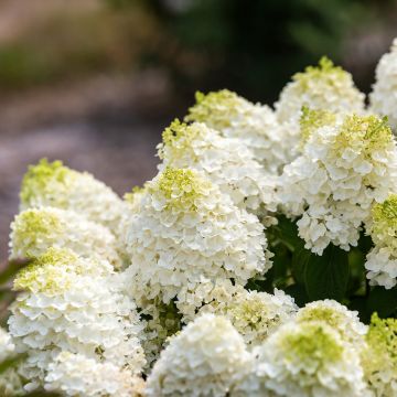 Hortensia paniculata Little Hottie - Hydrangea paniculata