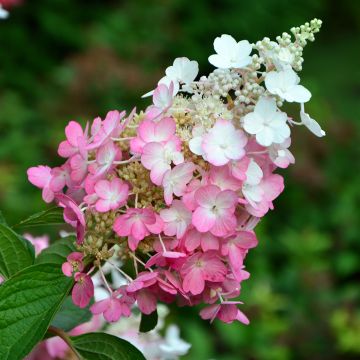 Hortensia paniculata Pinky Winky - Hydrangea paniculata