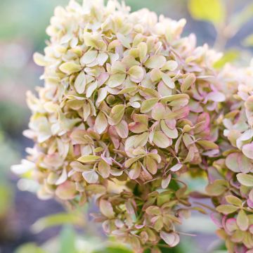 Hydrangea paniculata Pixio - Hortensia en pánico