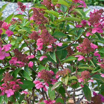 Hydrangea paniculata Prim’Red - Hortensia en pánico