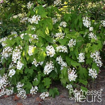 Hortensia quercifolia Alice - Hydrangea de hoja de roble
