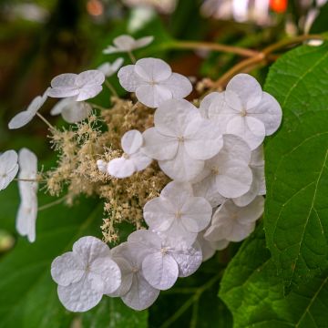Hortensia quercifolia Ice Crystal - Hortensia de hoja de roble
