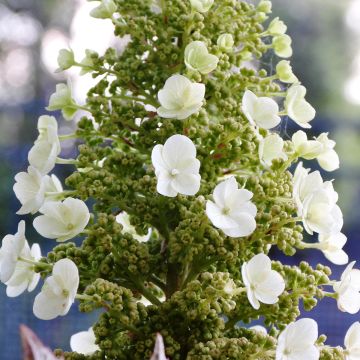 Hortensia quercifolia Munchkin - Hortensia de hoja de roble