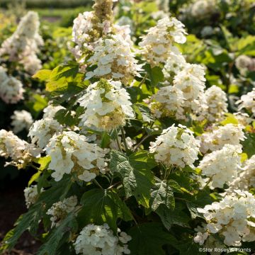 Hydrangea quercifolia Yeti - Hortensia de hoja de roble