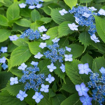 Hortensia serrata Annie's Blue - Hydrangea