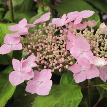 Hortensia serrata Graciosa - Hydrangea