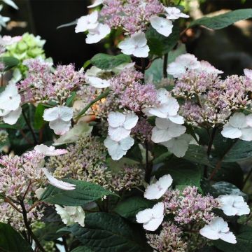 Hortensia serrata Intermedia - Hydrangea