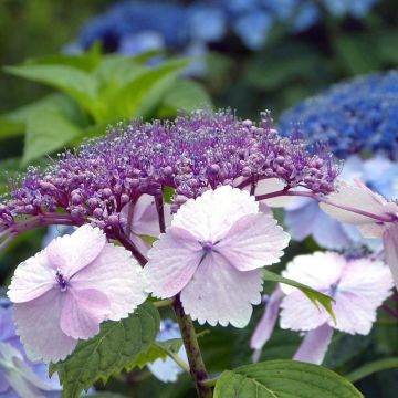Hortensia serrata Klaveren - Hydrangea