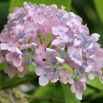 Hortensia macrophylla Spreading beauty - Hydrangea Hortensia macrophylla Spreading beauty - Hydrangea