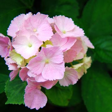 Hortensia macrophylla Everbloom Pink Wonder - Hydrangea
