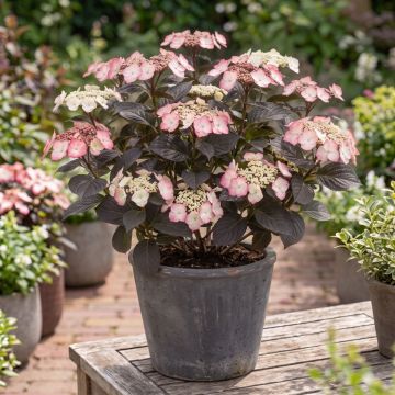 Hydrangea serrata Choco White - Hortensia 