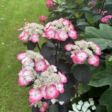 Hydrangea serrata Choco White - Hortensia 